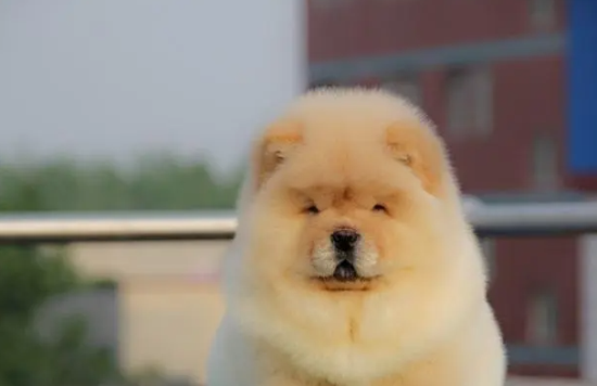今日科普：纯种松狮犬性格怎么样？