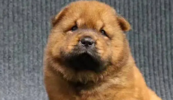 土松狮犬的优缺点