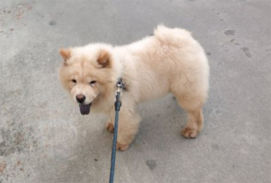 松狮认主后的表现