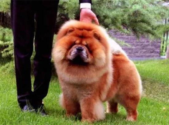 松狮犬是个宝，有这6个益处，遗憾一些人都不清楚