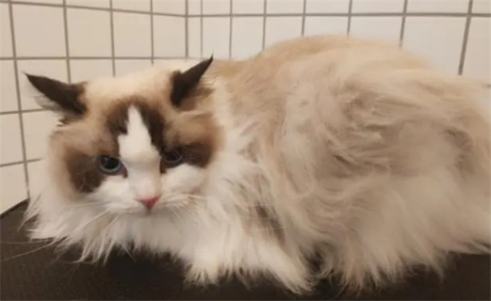 白手套的布偶猫怎么样啊