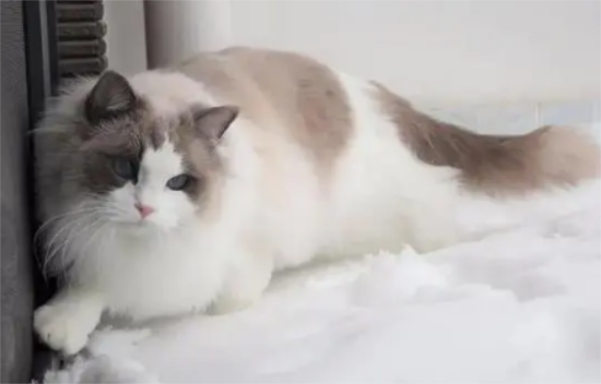 布偶猫咪为什么不爱叫了怎么回事