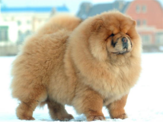 松狮犬四季护理需要注意的地方？松狮犬主来看。
