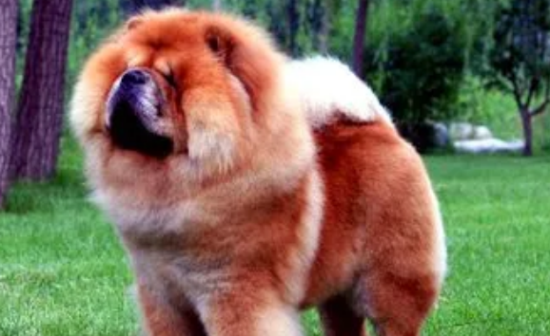 松狮犬的缺点是什么？包括这几点