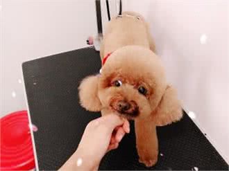 迪邦姐妹宠物
