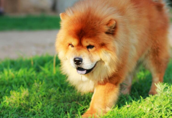 松狮犬不听主人的话？你得这么训练它