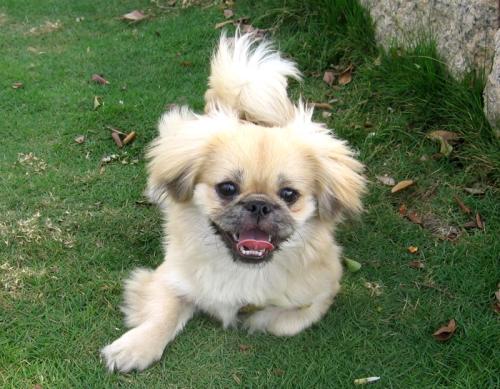 犬外出晕车怎么办？