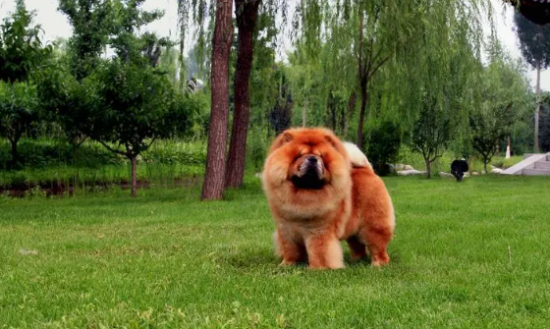 饲养科普：小型松狮犬怎么养？