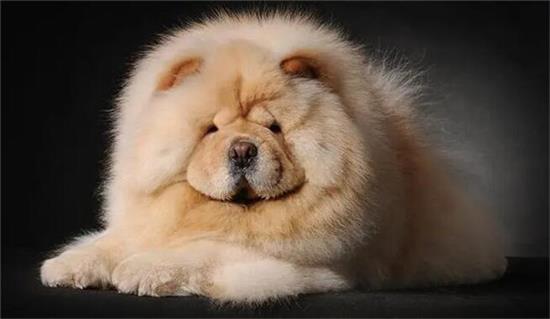 松狮犬的训练方法，其实很简单就能学会