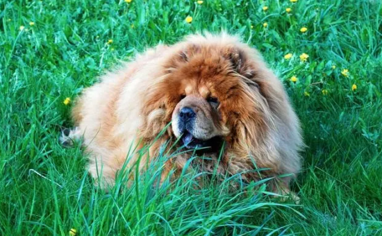 松狮犬乱咬东西怎么办呢？需要耐心训练一下哦