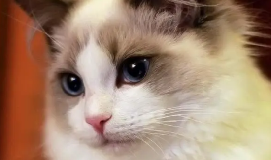 饲养布偶猫的注意事项有哪些呢