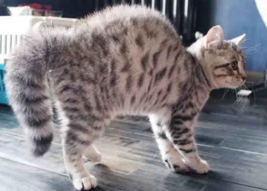 猫弓背什么意思