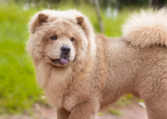 松狮犬毛发怎么修理？感兴趣的朋友可以学一下哦~