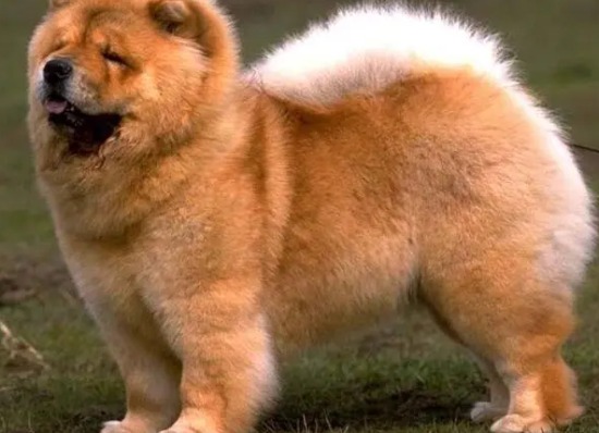 松狮犬皮肤病怎么治？宠主们都看一看吧