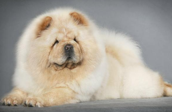 不知道松狮犬眼屎多什么原因？看这里