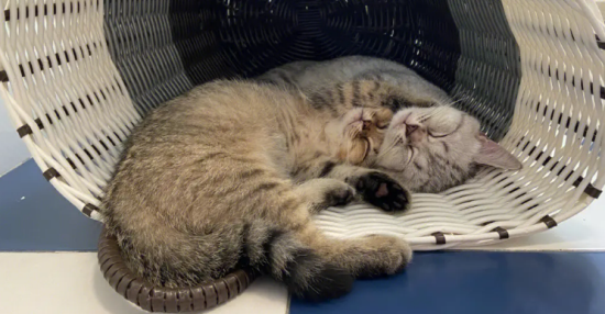 猫放屁很臭是什么原因