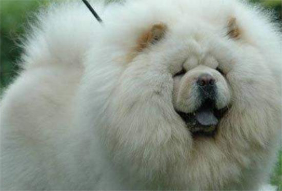 松狮犬怎么训练听主人命令？这里有答案！