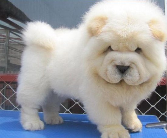 松狮犬毛发怎么修理？