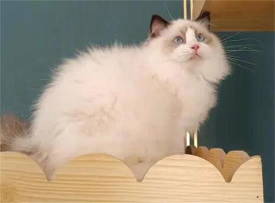 布偶猫跑了怎么找回来呢