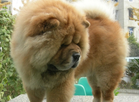 松狮犬咳嗽吃什么药？来了解下吧