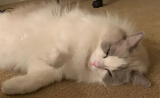 布偶猫要和人睡