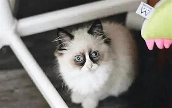 常见的假布偶猫图片