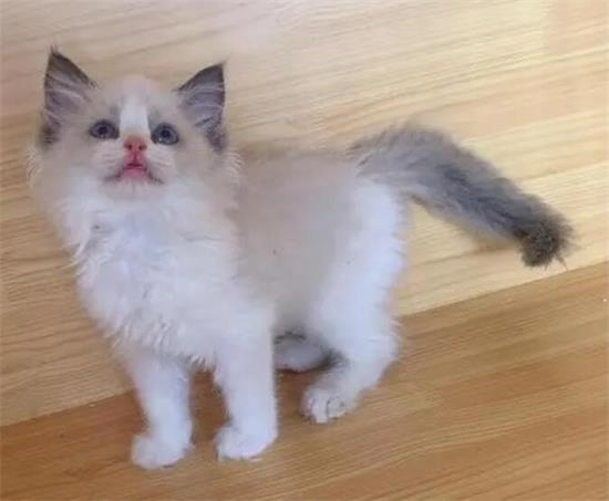 海双布偶猫价格多少钱一只