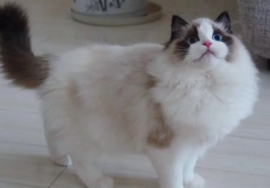 布偶猫海双是什么意思