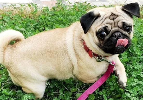 三个月大的巴哥幼犬怎么喂养