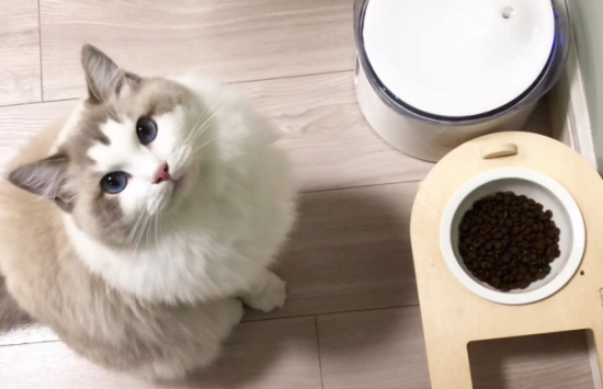 布偶猫吃什么猫粮比较好