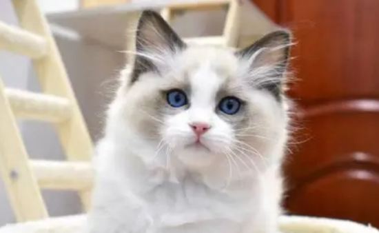 布偶猫的八种颜色及图片