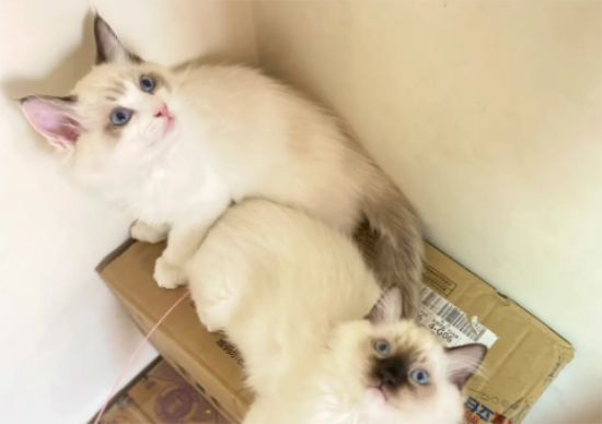 布偶猫买公猫还是母猫好