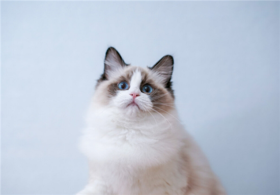 布偶猫的七种品种分类