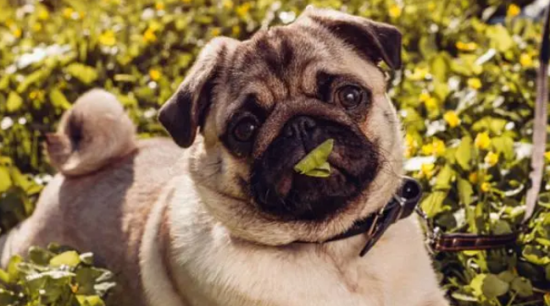 巴哥犬好养吗