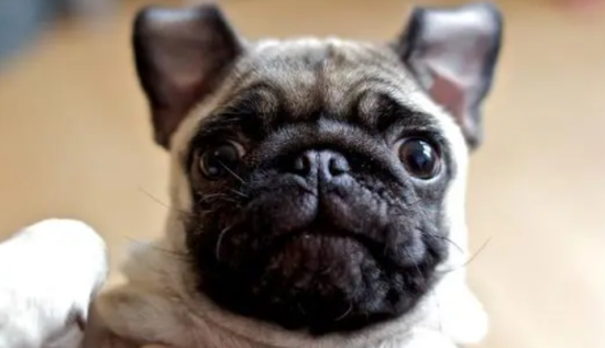 为什么很少人养巴哥犬
