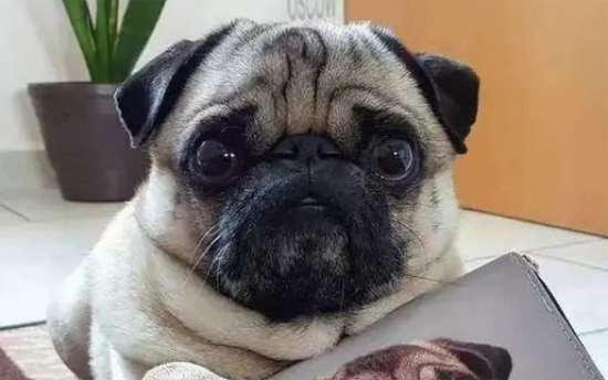 八哥犬有什么优缺点