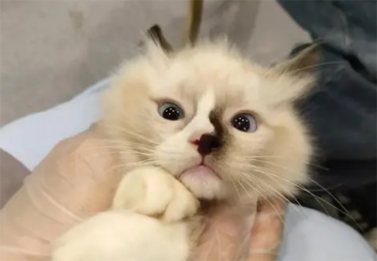 布偶猫开脸失败图片