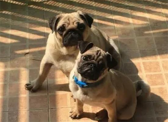 小巴哥犬爱主人的表现