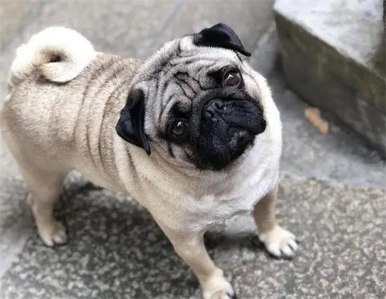 养巴哥犬对人的危害