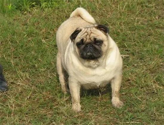 巴哥犬的优缺点