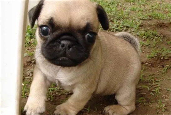 500元的巴哥犬 500元的巴哥犬