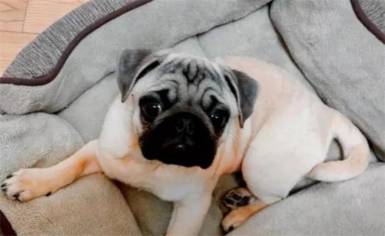 巴哥犬多久驱一次虫好呢