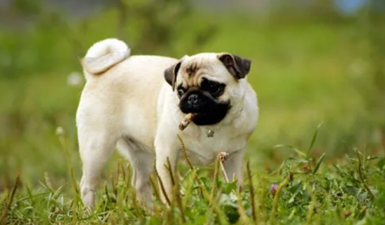 巴哥犬适合的狗粮