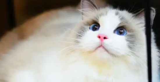 布偶猫为什么容易养死