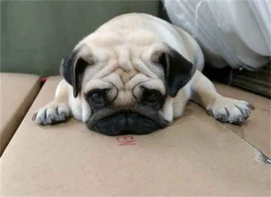 为什么不建议养巴哥犬
