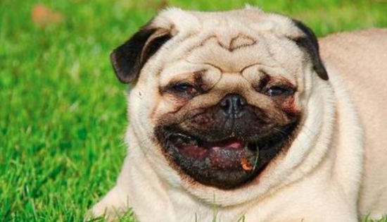 巴哥犬几个月可以体内驱虫