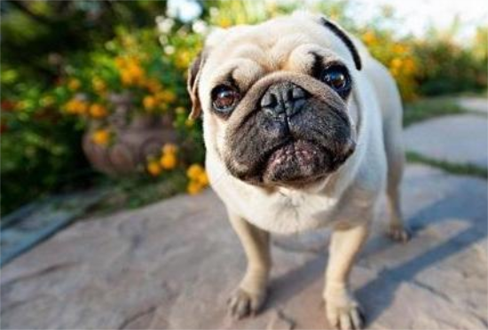 纯种巴哥犬从哪几个方面鉴别