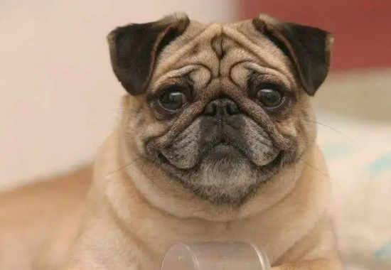 巴哥犬臭味排第几名