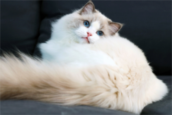 山猫布偶猫价格多少钱一只