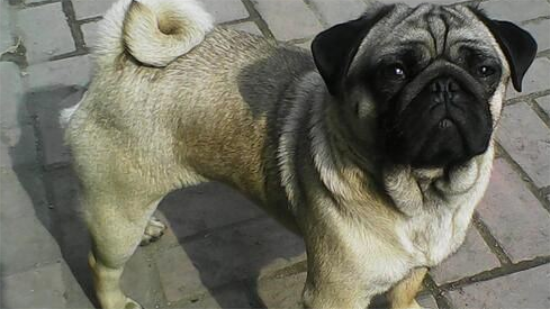 巴哥犬的饲养要点有哪些